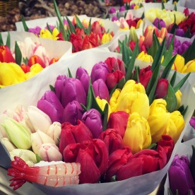 Ebijiro and the tulips of Amsterdam.