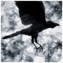 Day 28: Ravens (digital photo)